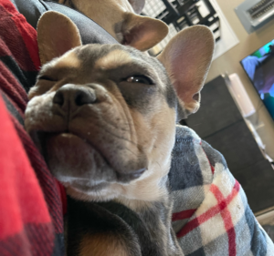 Frenchie Friday December 17th, 2021