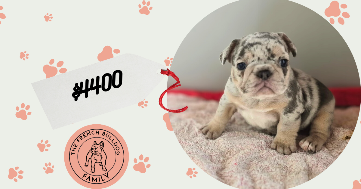Ginny | Blue Merle French Bulldog Female | Available Sep 2025