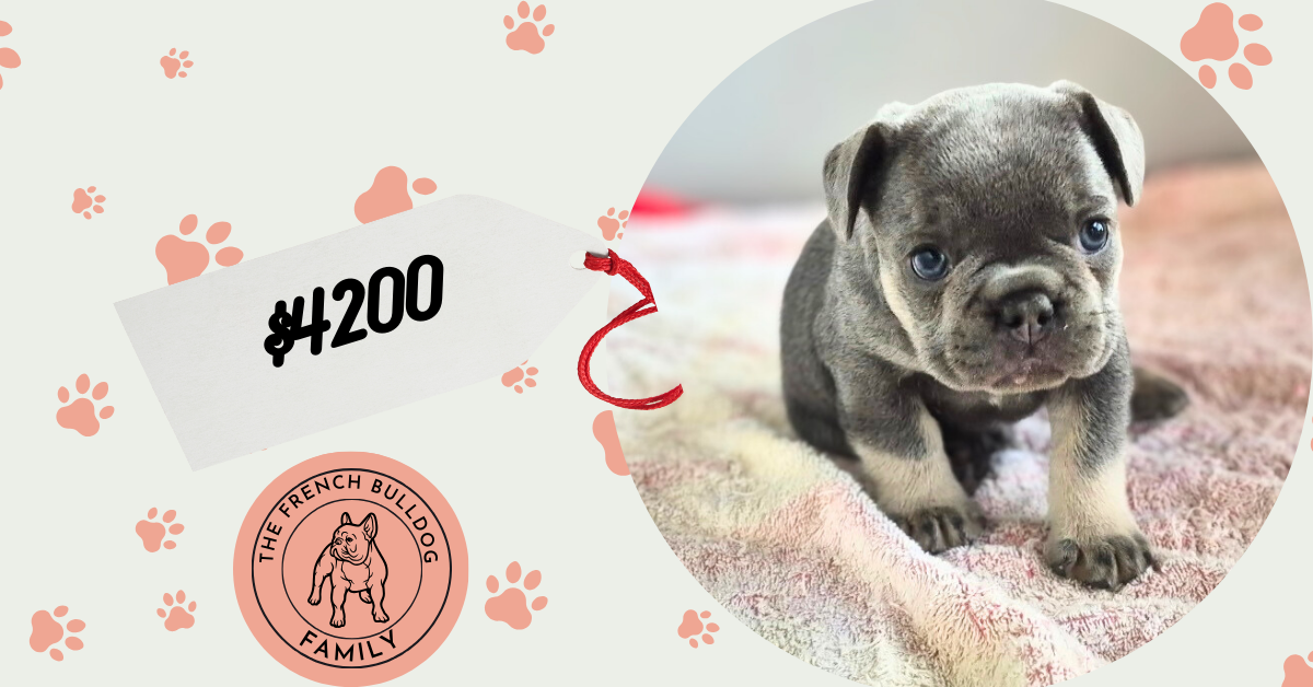 Graham | Blue & Tan French Bulldog Male | Available Sep 2025