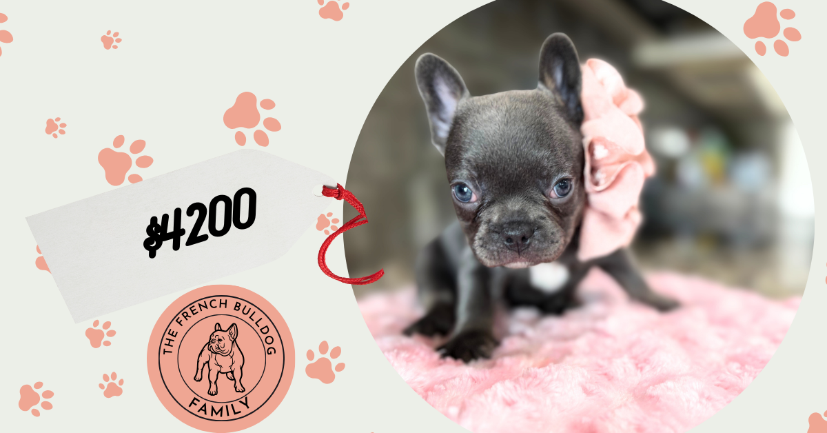 Hazel | Blue French Bulldog Female | Available Oct 2025