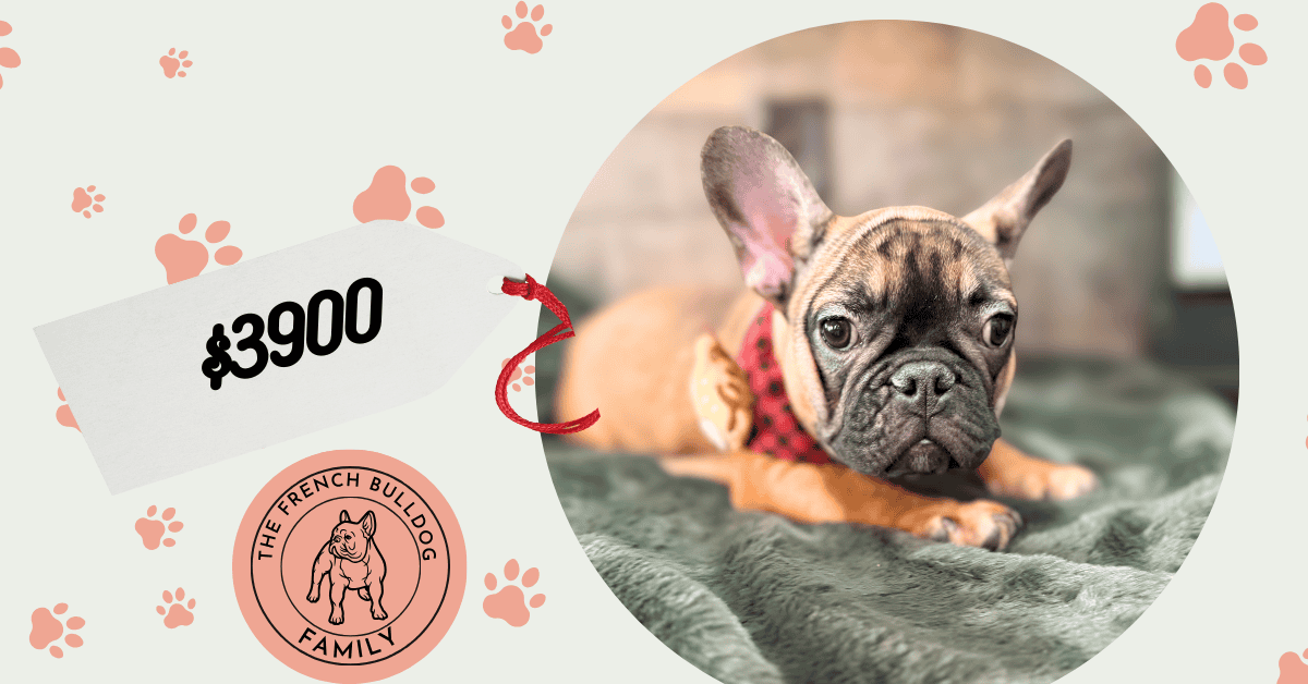 Isaac | Fawn French Bulldog Male | Available Now | The Silly One