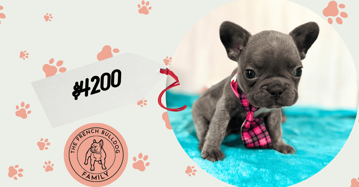 Kairo | Blue French Bulldog Male | Available in Oct 2025