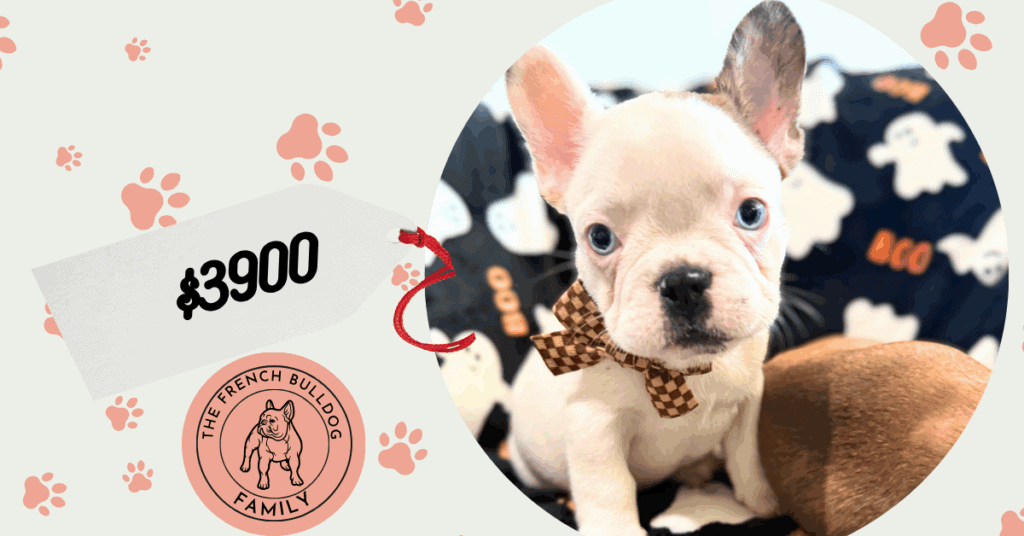 Ives | Fawn Pied French Bulldog Male | Available Oct 2025