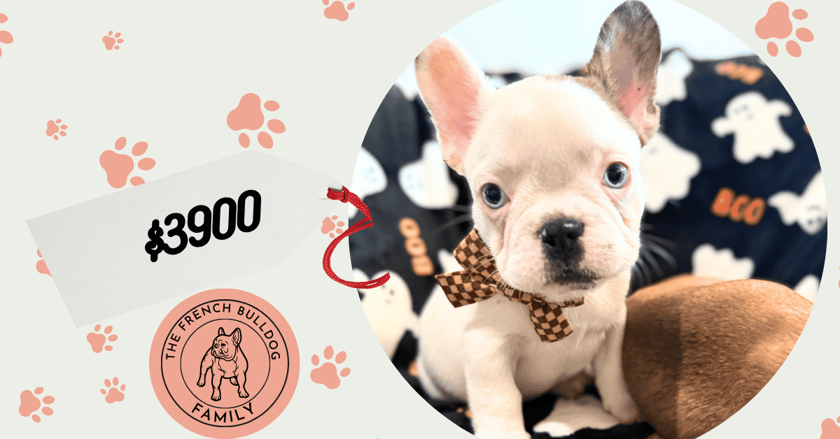 Ives | Fawn Pied French Bulldog Male | Available Oct 2025