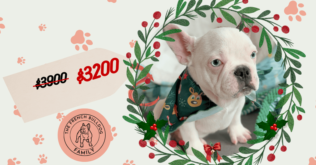 Ives | Fawn Pied French Bulldog Male | Available Oct 2025
