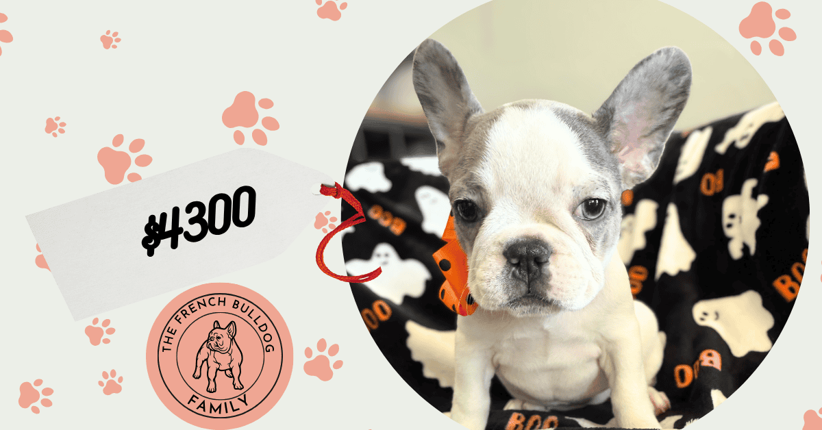 Isabella | Blue Pied French Bulldog Female | Available Now