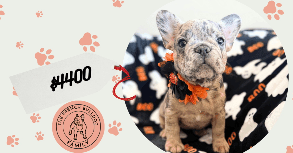 Ivy | Blue Merle French Bulldog Female | Available Now