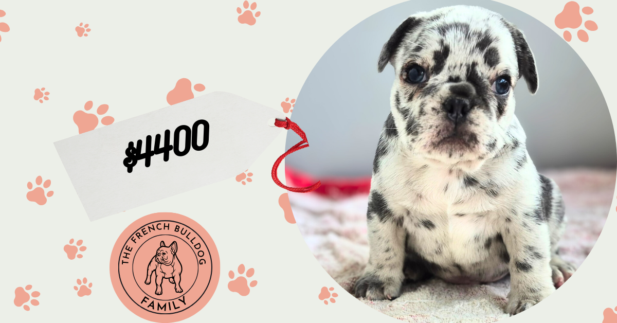 George | Blue Merle French Bulldog Male | Available Sep 2025