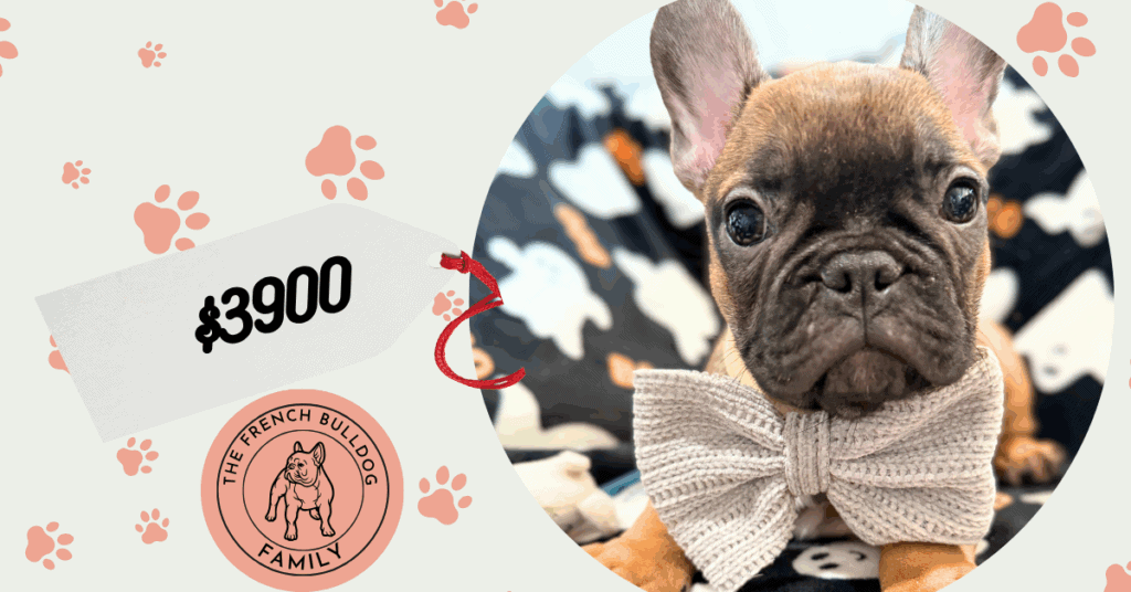 Isaac | Fawn French Bulldog Male | Available Oct 2025