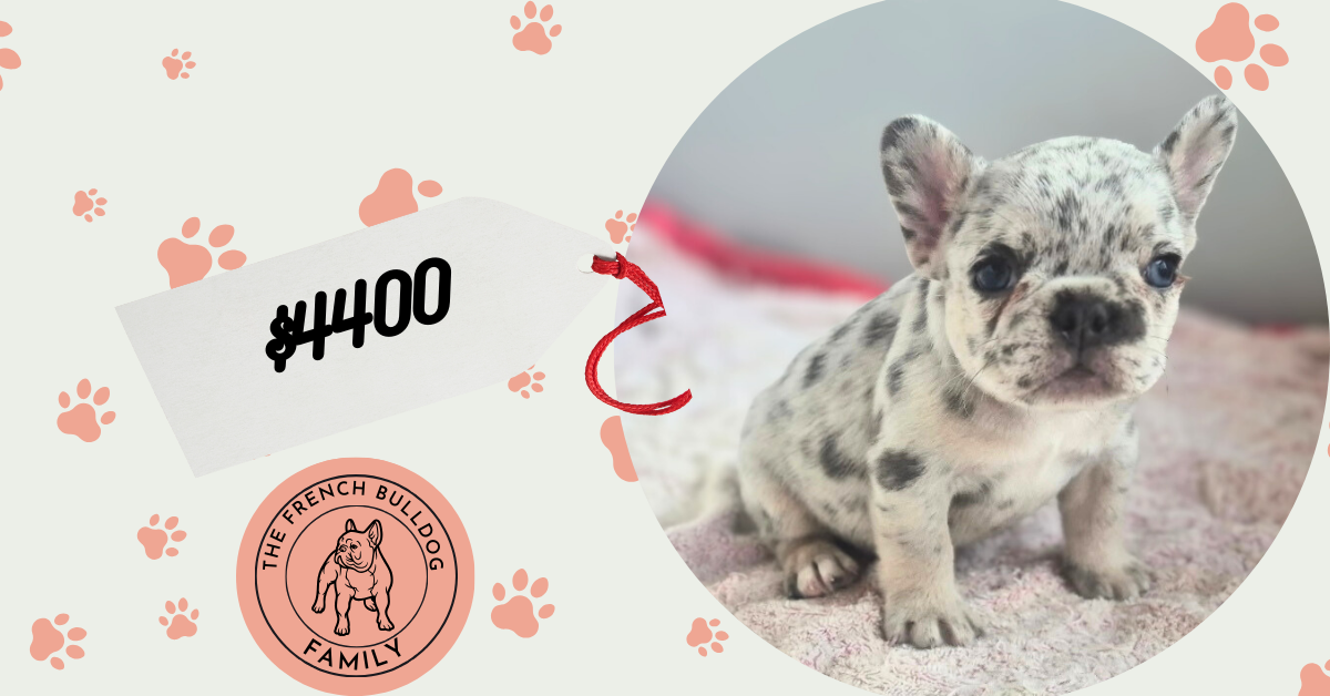 Georgia | Blue Merle French Bulldog Female | Available Sep 2025