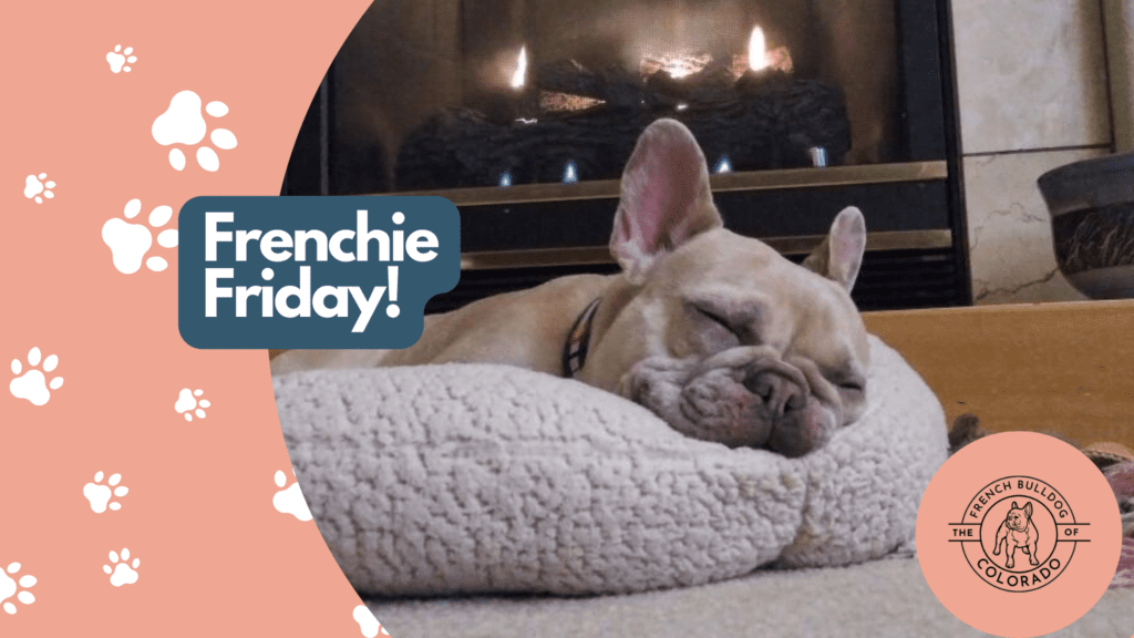 Frenchie Friday January 28th, 2022