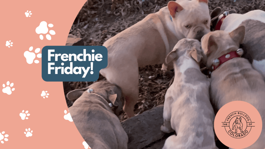 Frenchie Friday January 21st, 2022