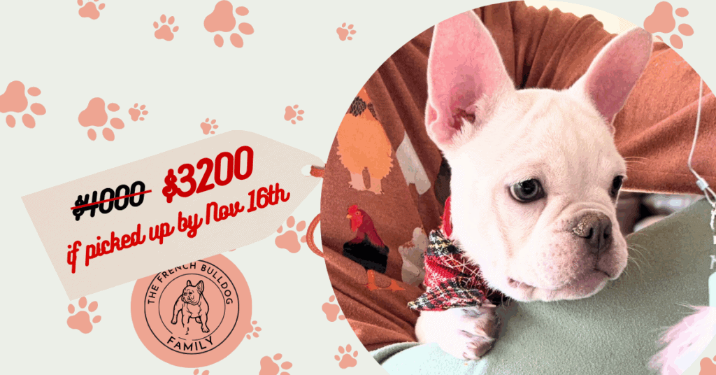 Evan | Cream French Bulldog Male | Available Now
