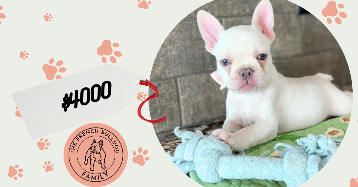 Evan | Cream French Bulldog Male | Available Sep 2025