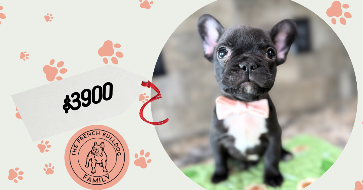 Ethan | Brindle French Bulldog Male | Available Sep 2025