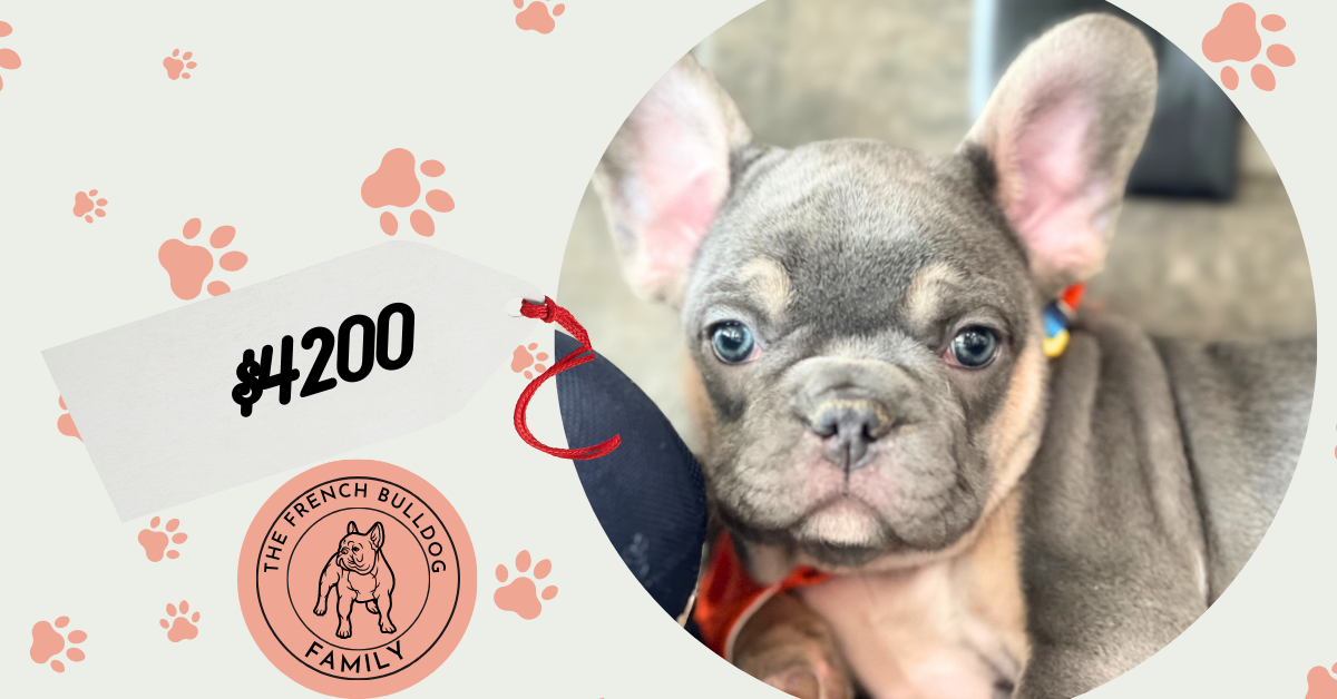 Felix | Blue & Tan French Bulldog Male | Available Sep 2025