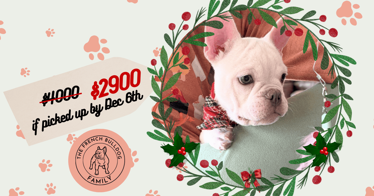 Evan | Cream French Bulldog Male | Available Now