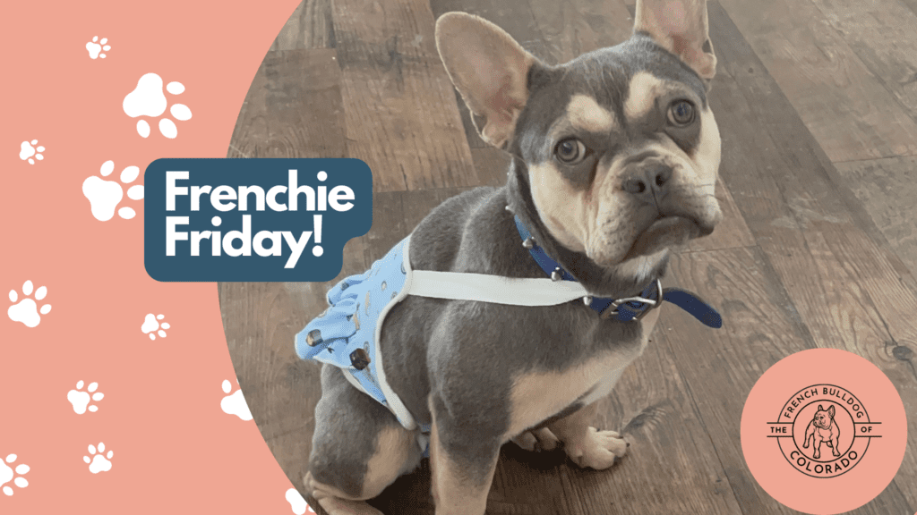 Frenchie Friday February 11th, 2022