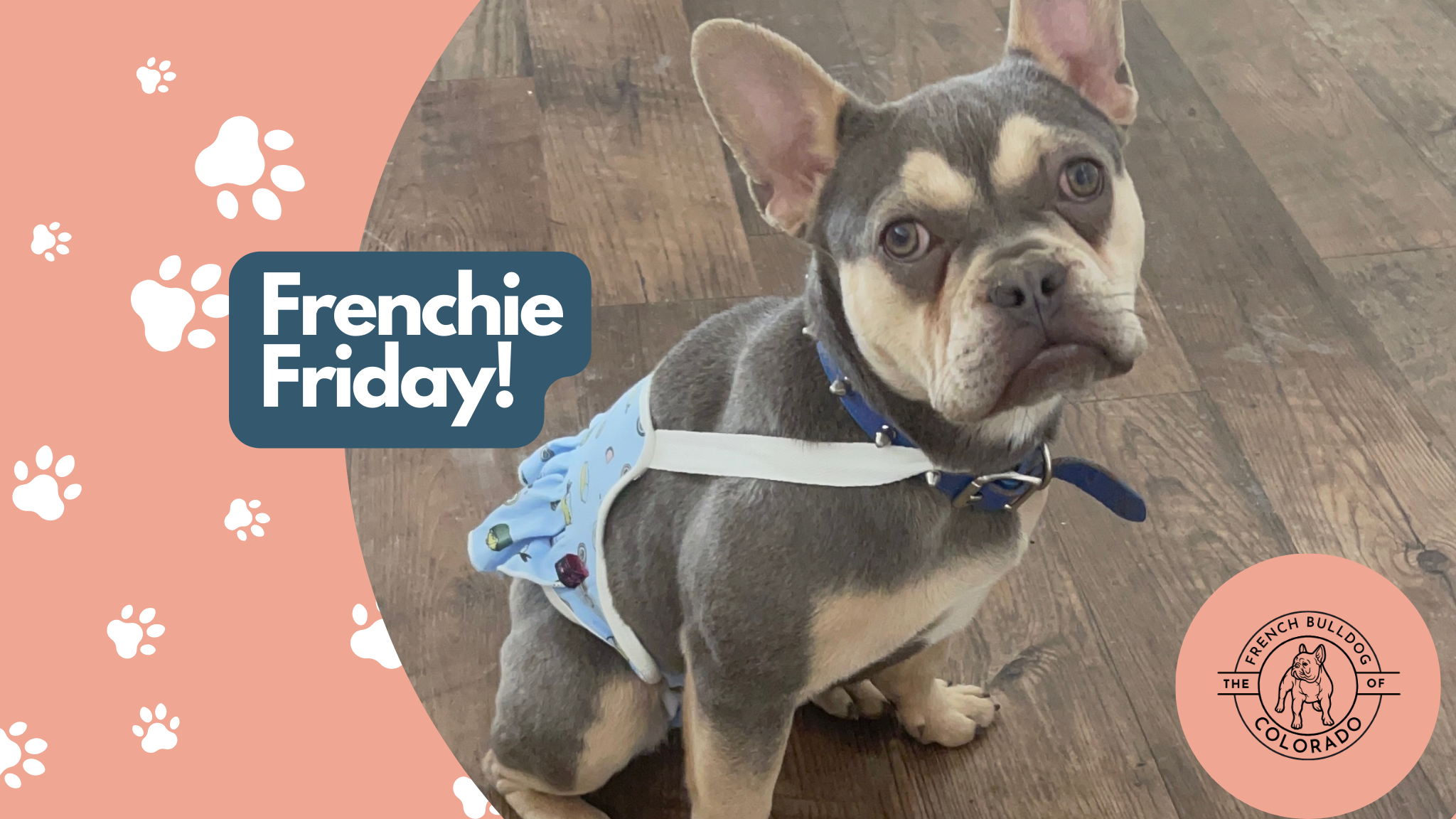 Frenchie Friday February 11th, 2022