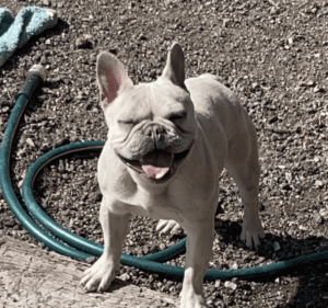 Frenchie Friday - The French Bulldog-March 25th, 2022