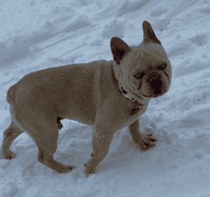Frenchie Friday - The French Bulldog of Colorado-March 18th, 2022