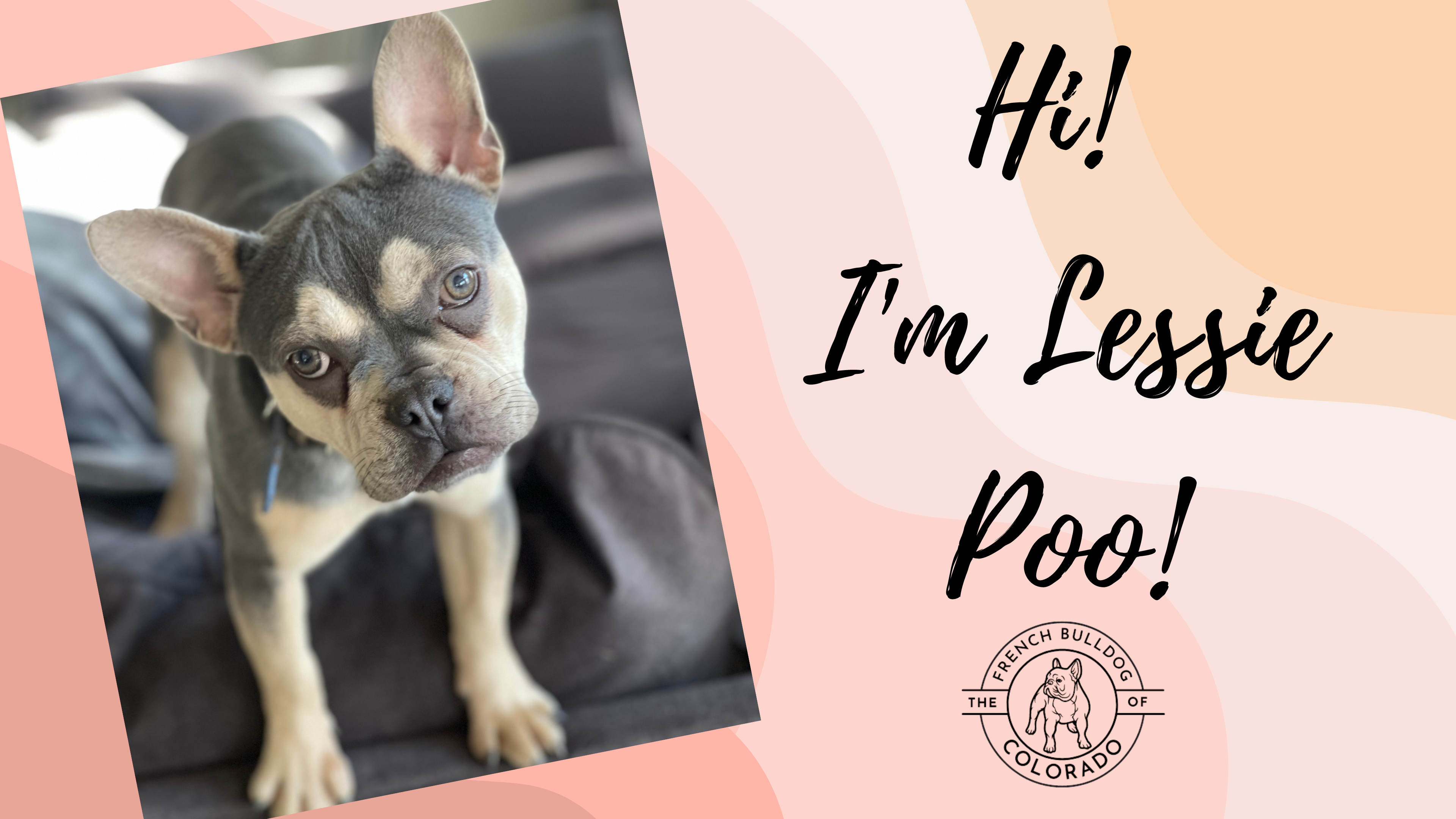 Lestina The French Bulldog of Colorado-Lilac with Tan Points