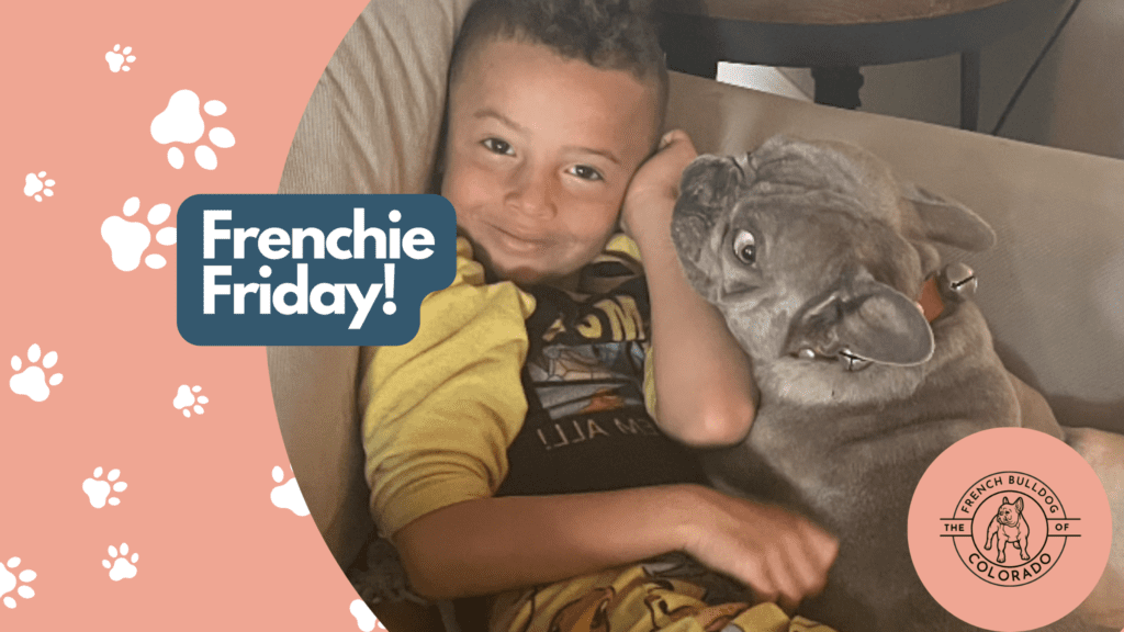 Frenchie Friday - The French Bulldog-March 25th, 2022
