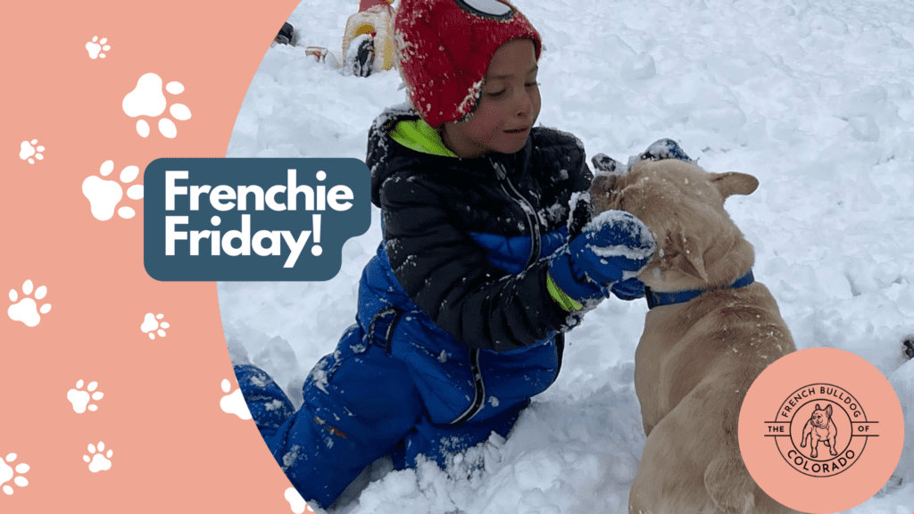 Frenchie Friday - The French Bulldog of Colorado-March 18th, 2022