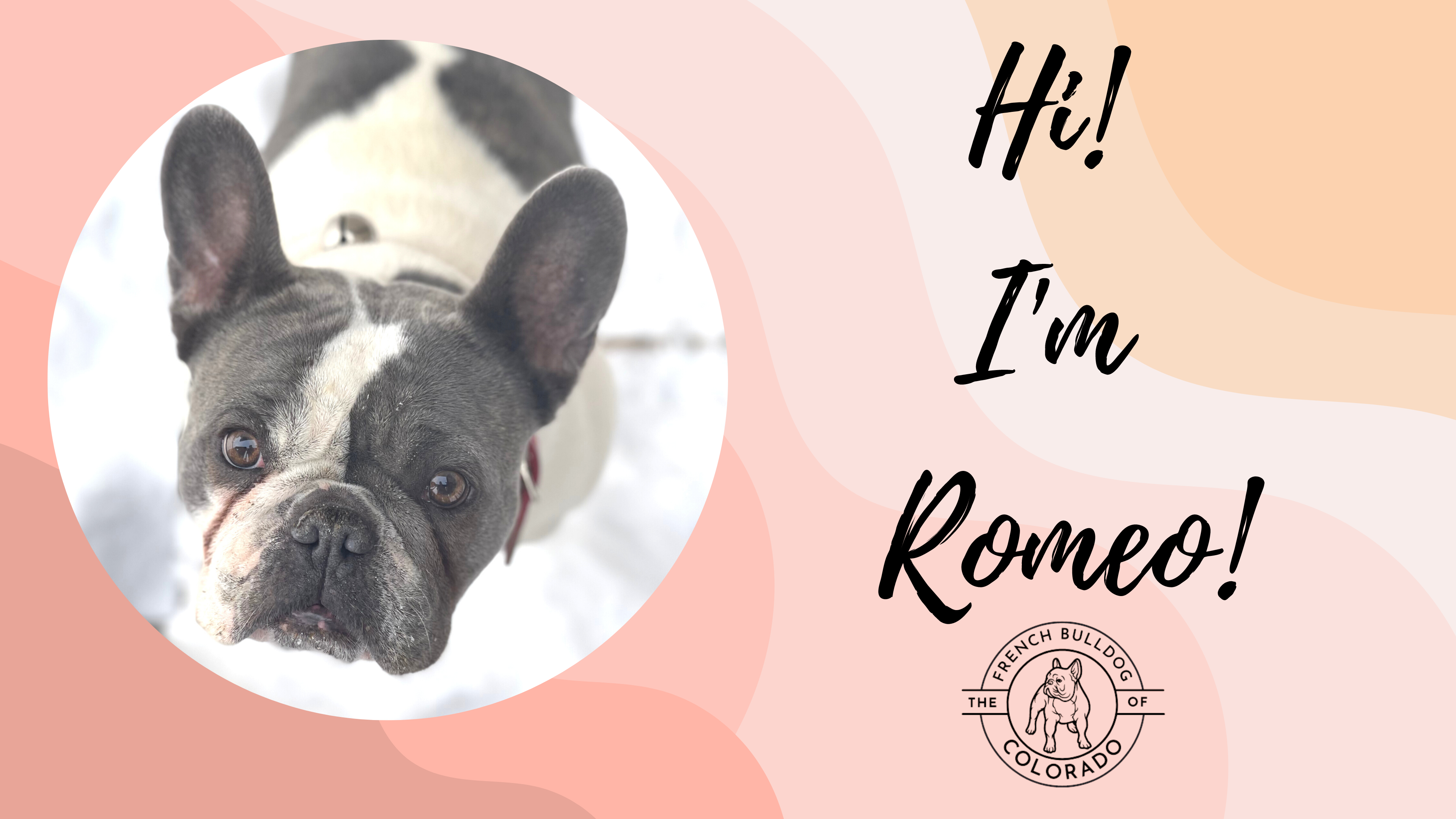 Romeo The Spoiled French Bulldog