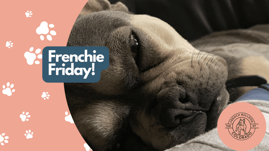 Frenchie Friday  April 29th, 2022