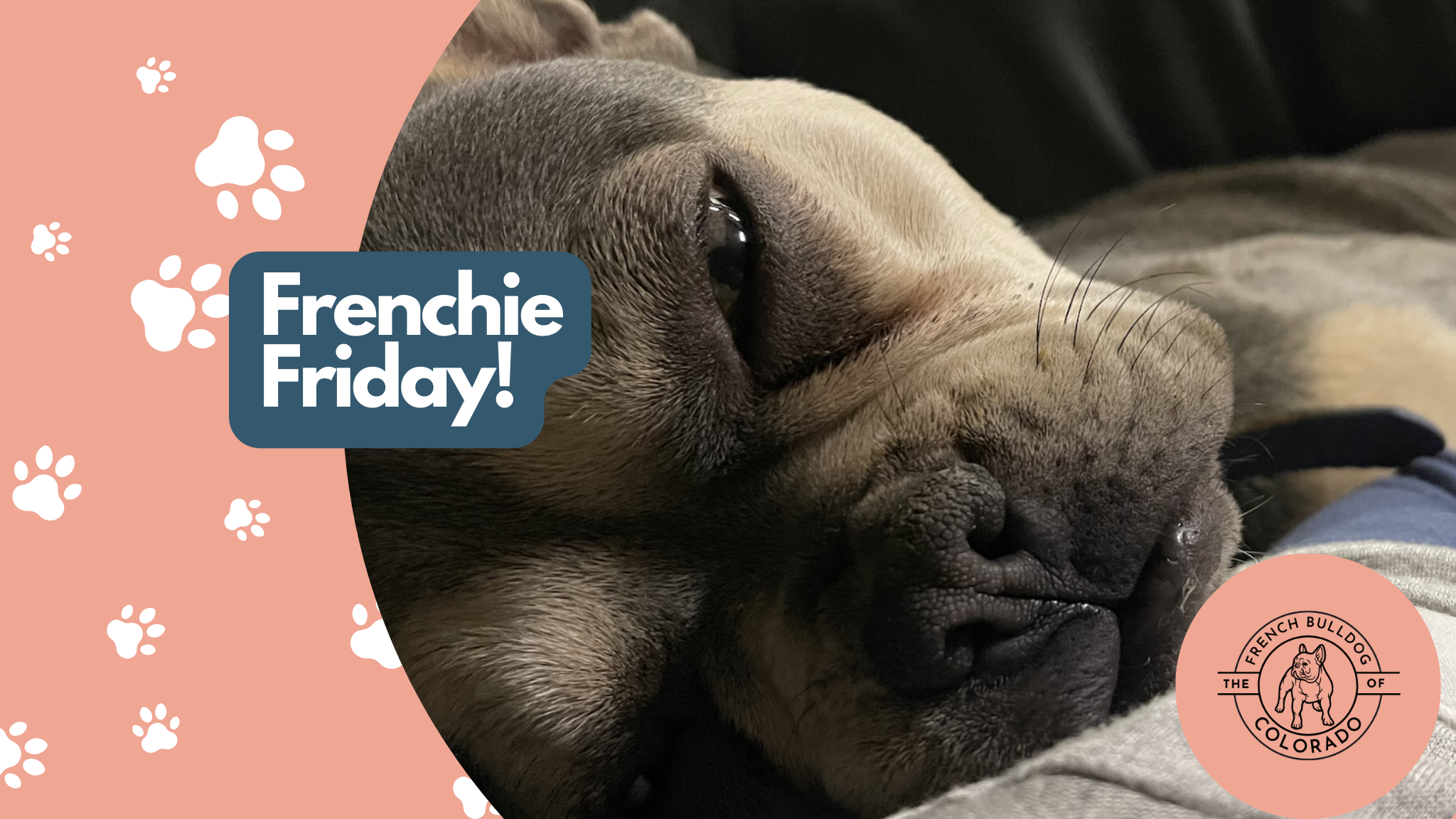Frenchie Friday  April 29th, 2022
