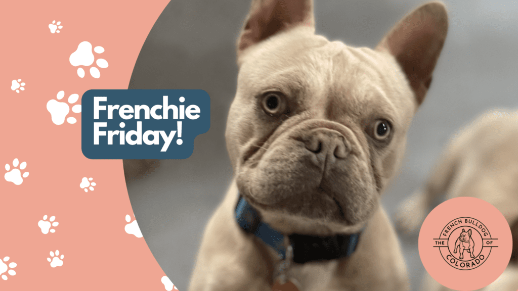 Frenchie Friday April 1st, 2022
