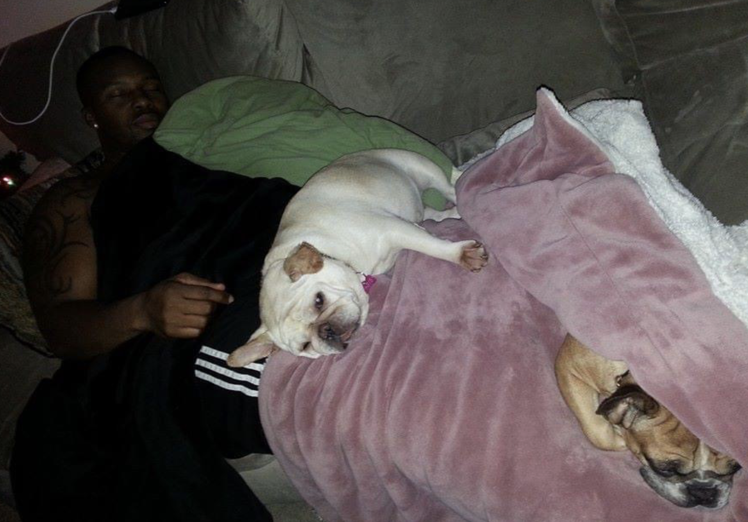 Darcy French Bulldog main image 1