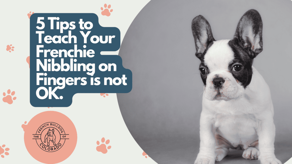 5 Tips-Teach Your Frenchie Biting on Fingers is not OK.