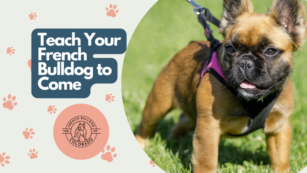 Teach Your French Bulldog to Come