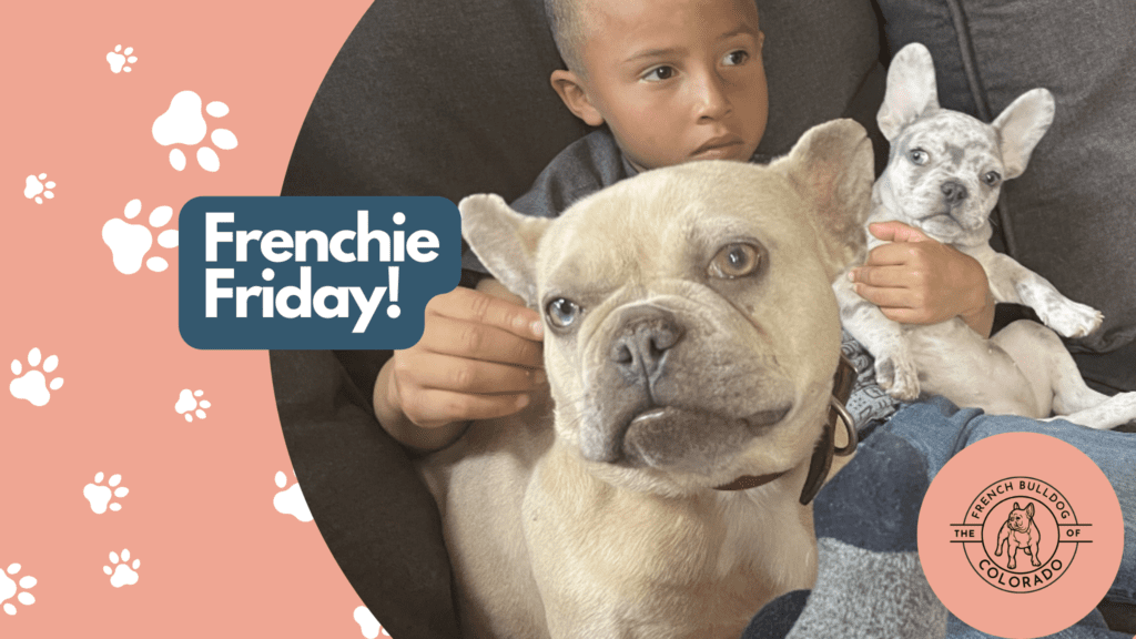 Frenchie Friday  May 27th, 2022