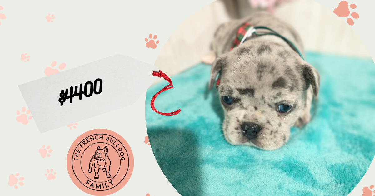 Sammy | Blue Merle French Bulldog Male | Available in July 2025