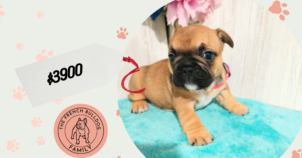 Sophia | Fawn French Bulldog Female | Available in July 2025