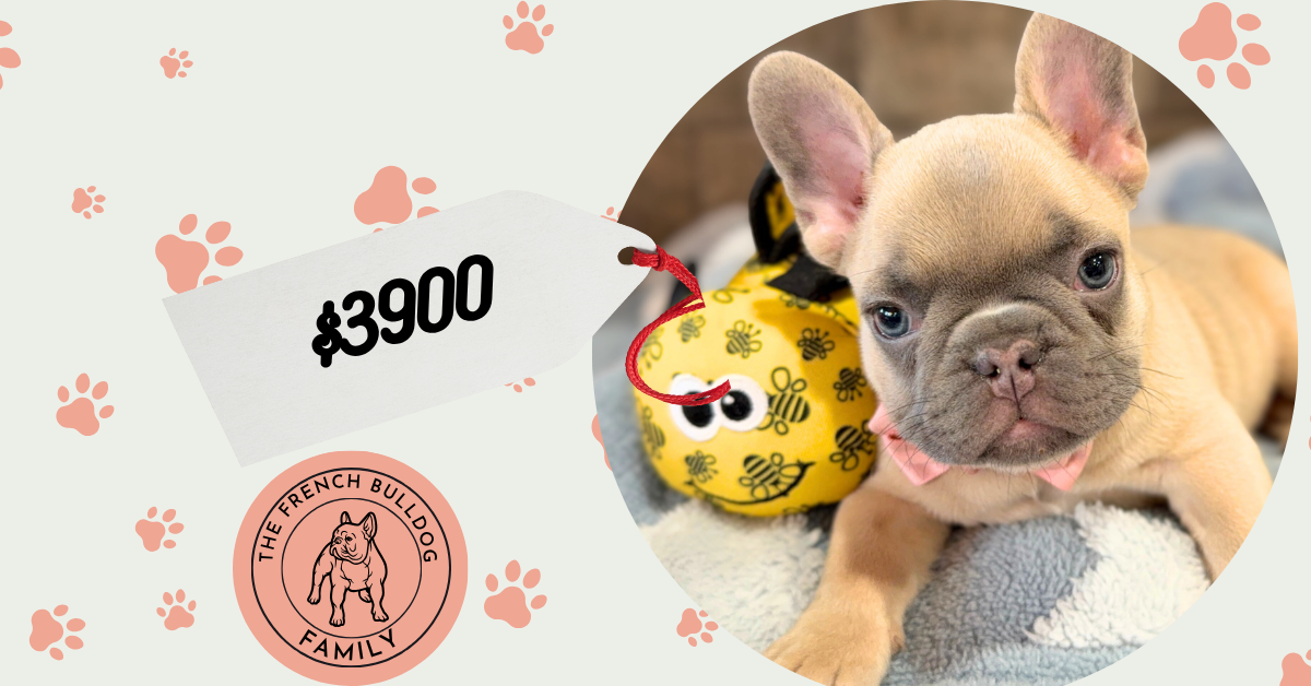 Ulysses | Blue Fawn French Bulldog Male | Available in July 2025