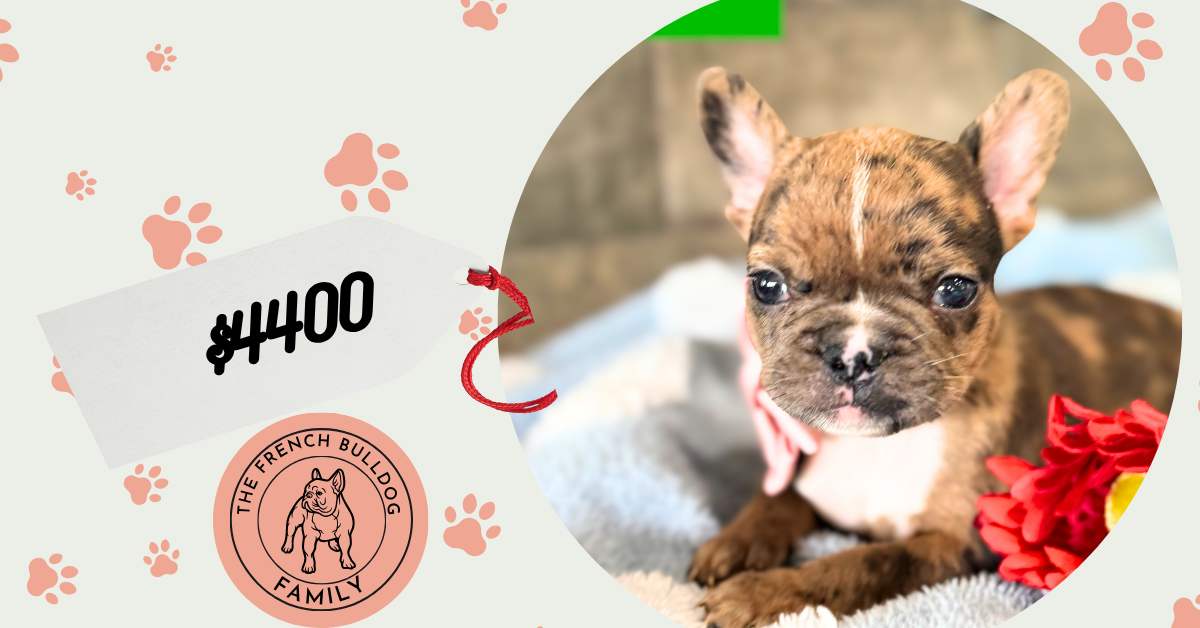 Vader | Fawn Merle French Bulldog Male | Available in July 2025
