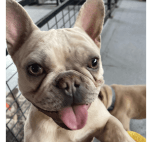 Frenchie Friday June 3rd, 2022