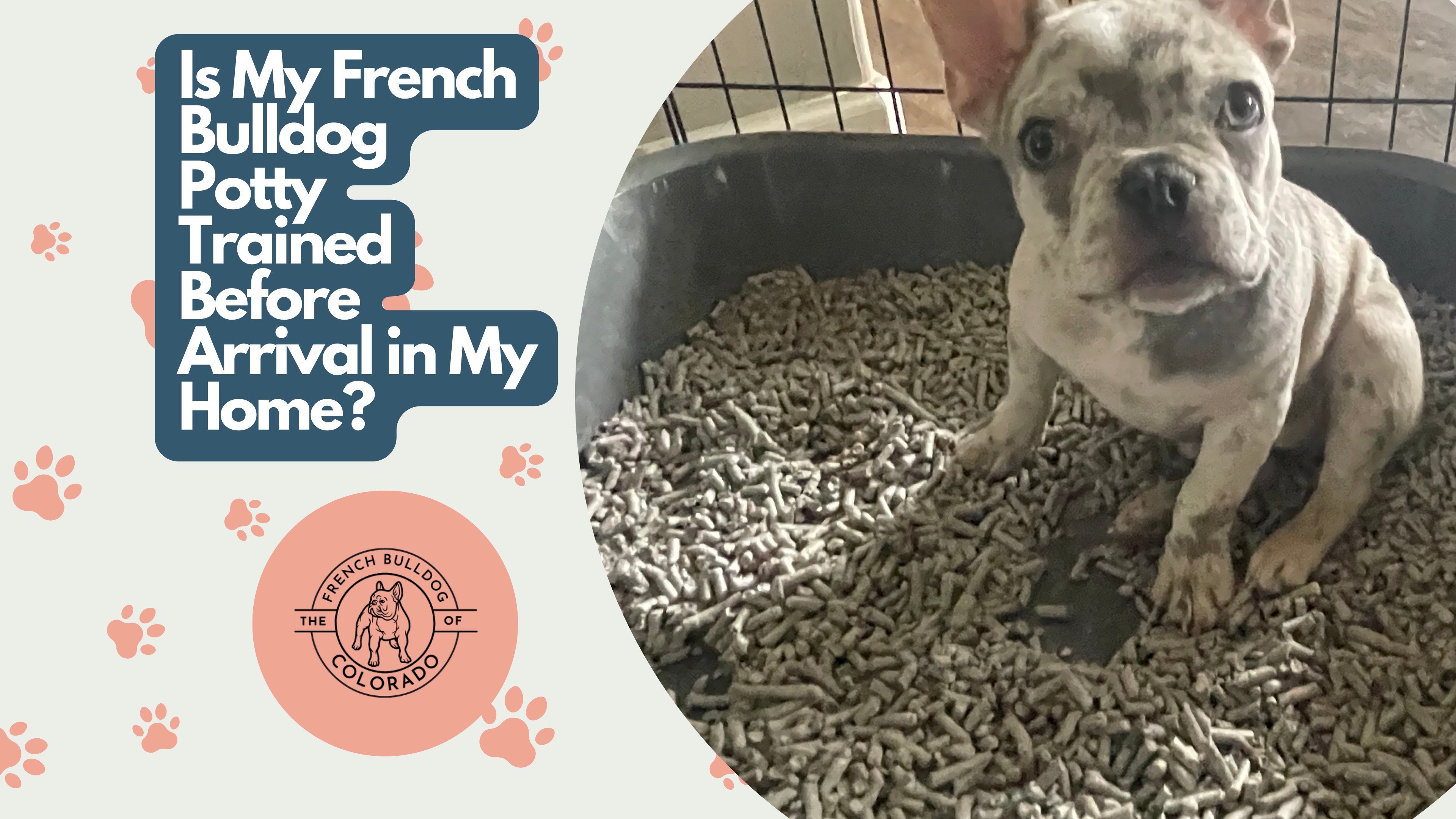 Is My French Bulldog Potty Trained Before Arrival in My Home?