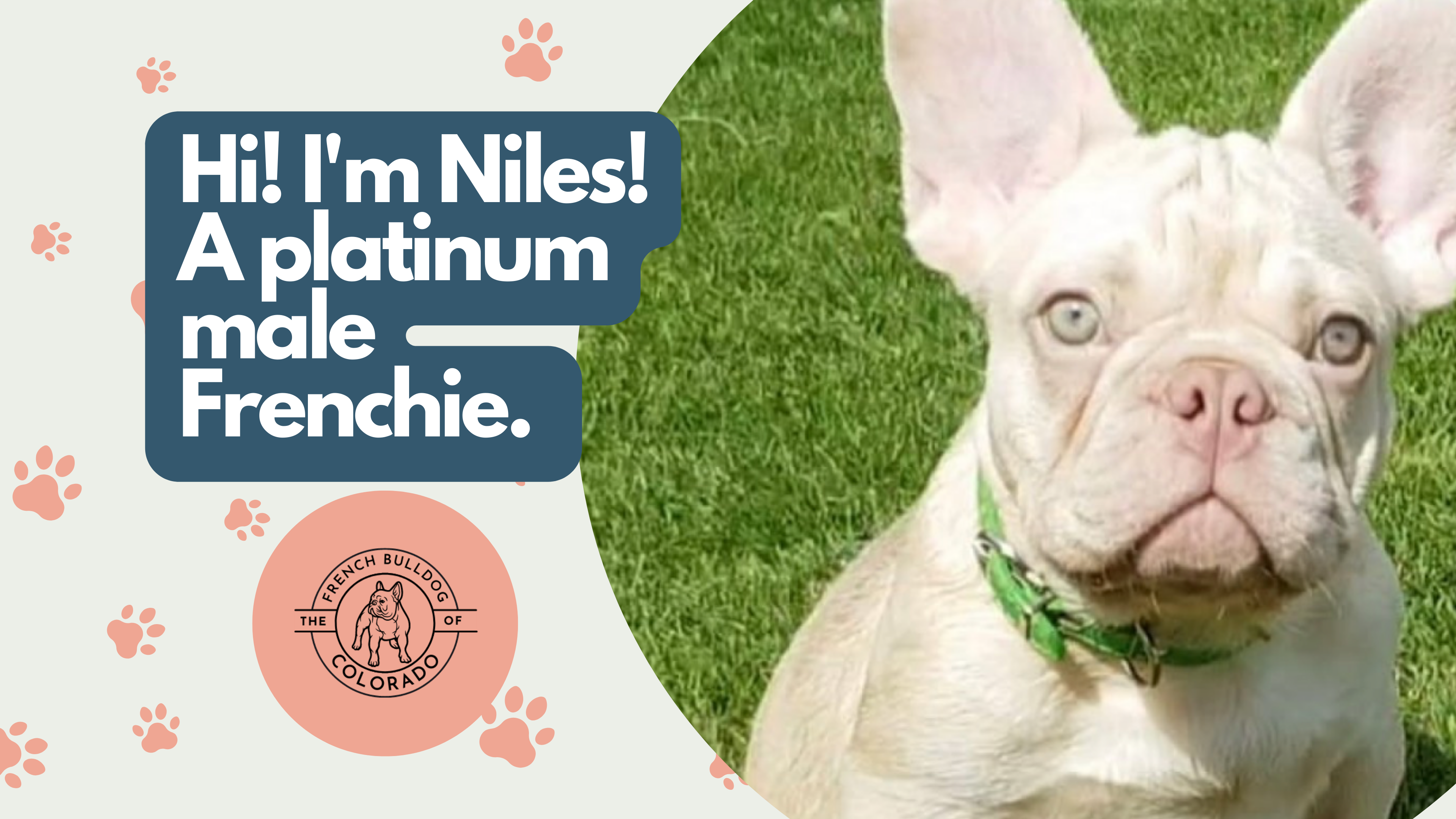 Niles Platinum Male French Bulldog