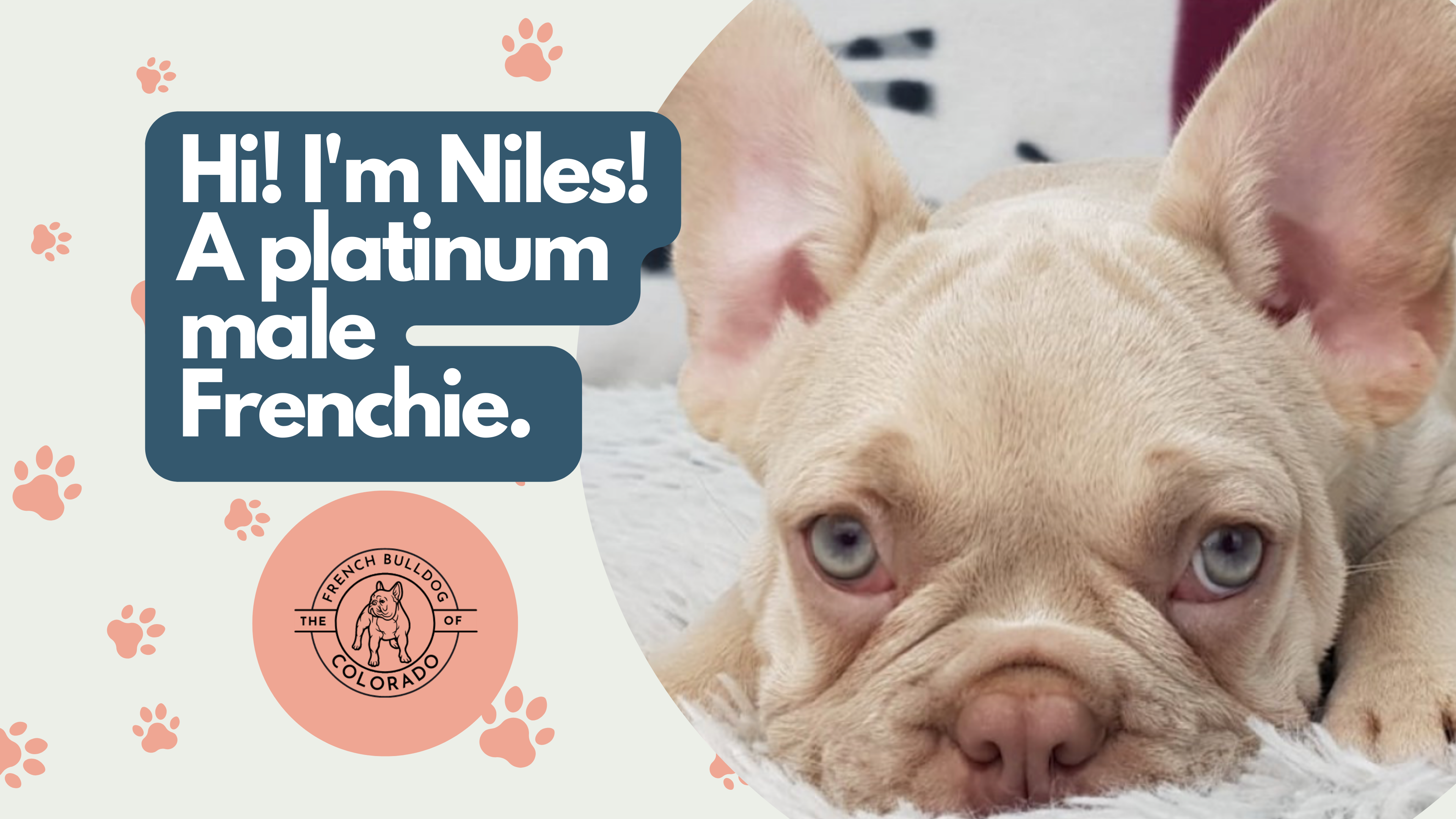 Nickey Platinum French Bulldog Male