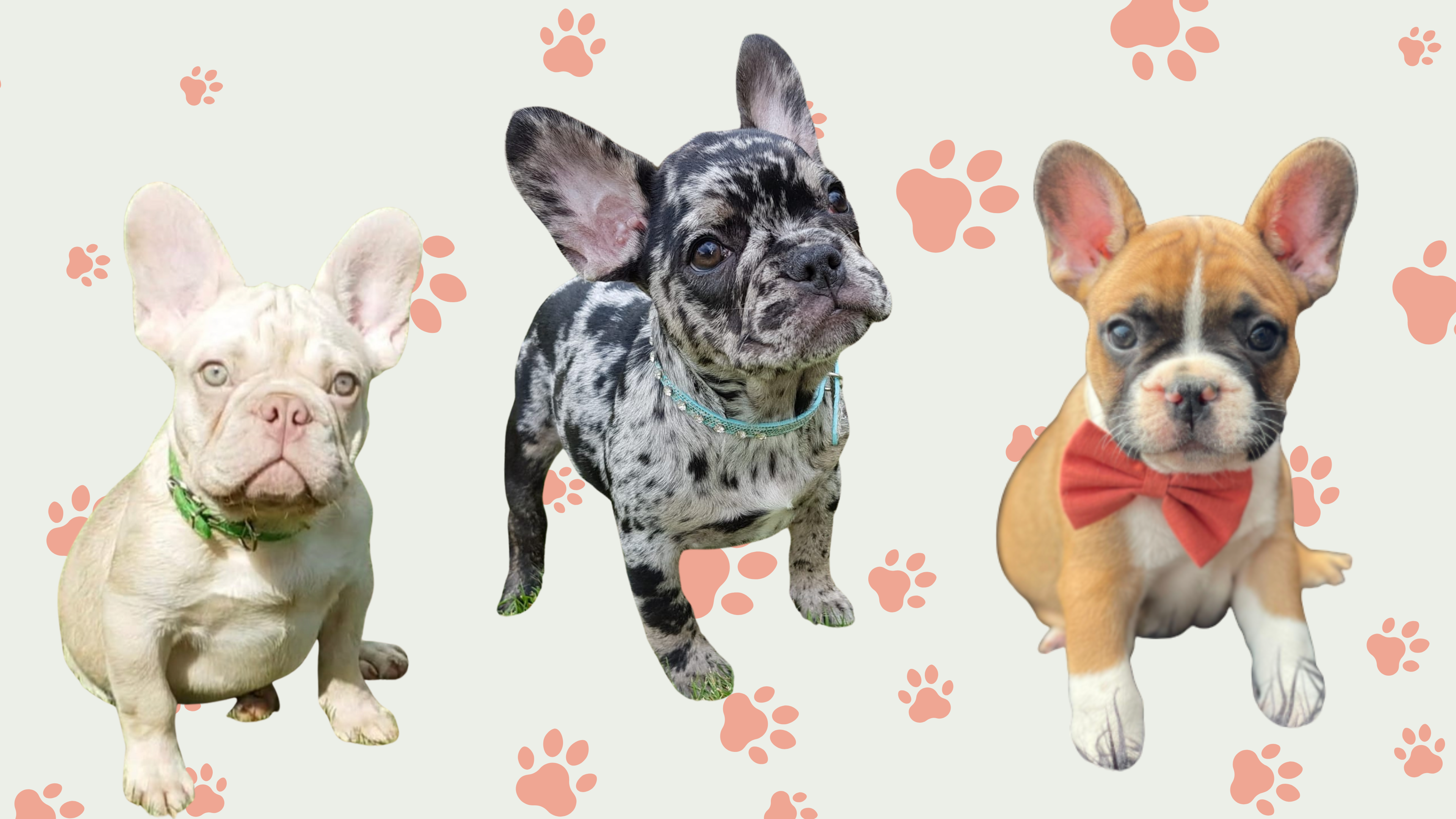French Bulldog Colors The French Bulldog Of Colorado
