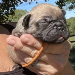 Sable and Black and Tan French Bulldog Males Litter Page: Born 9/13/22