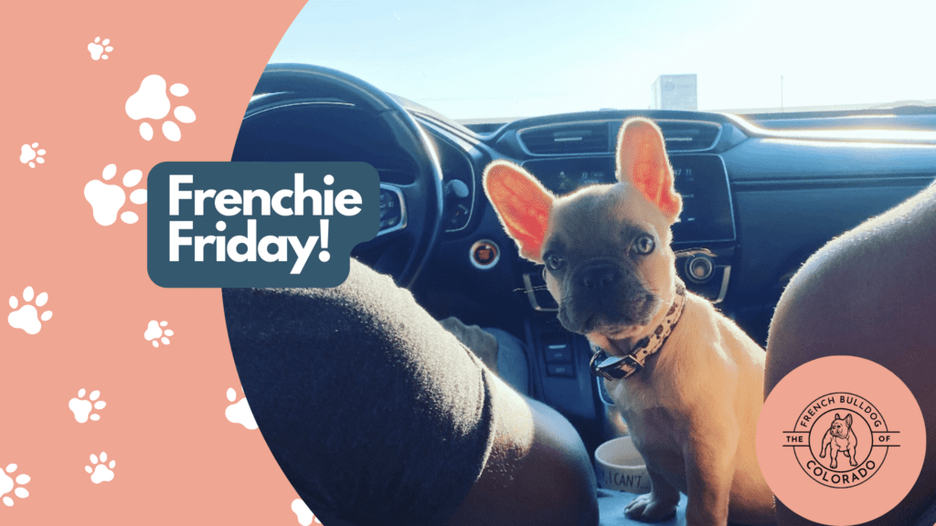 Frenchie Friday September 23rd, 2022