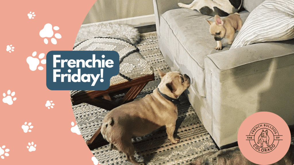 Frenchie Friday September 9th, 2022.