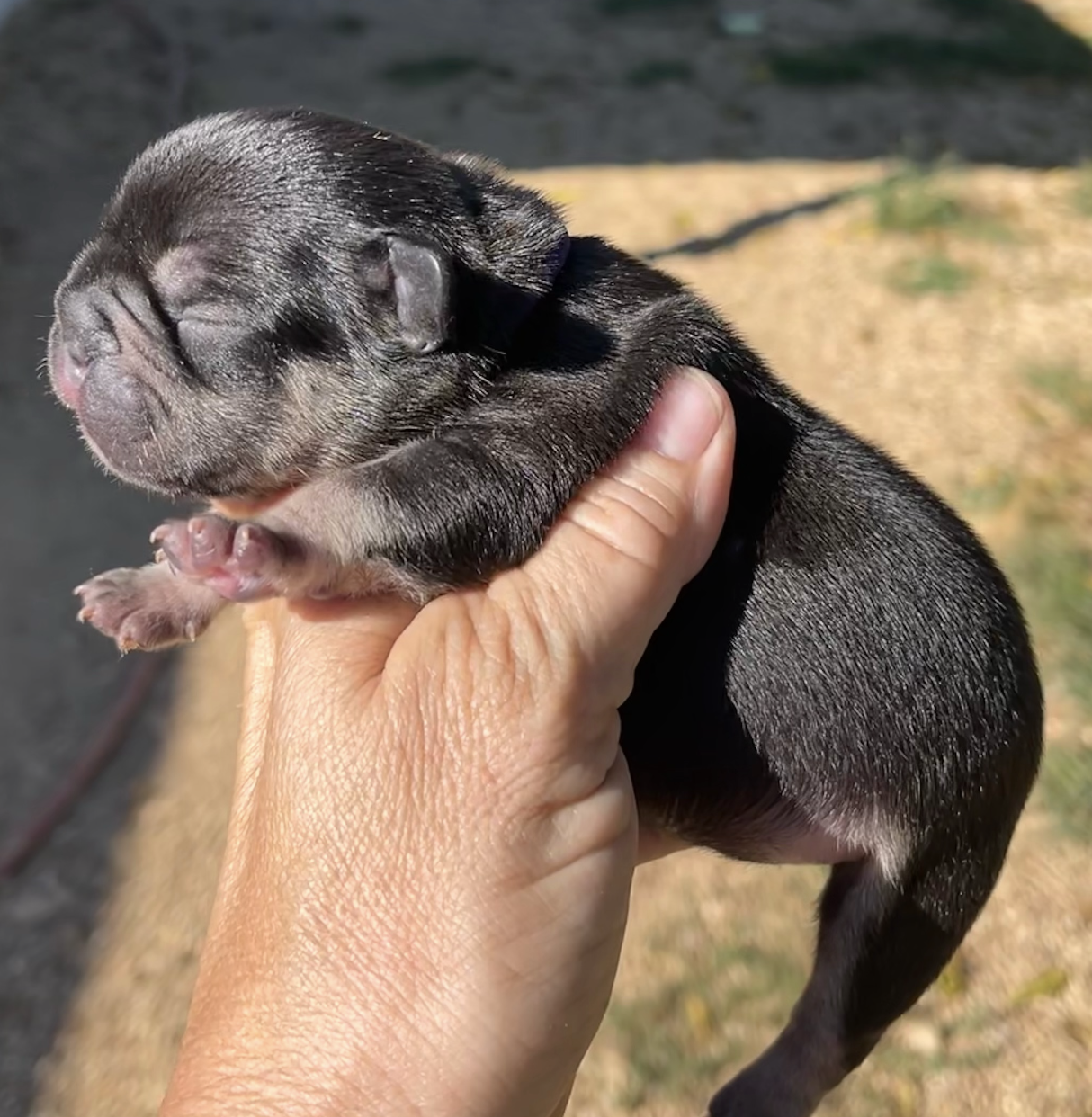 Sable and Black and Tan French Bulldog Males Litter Page: Born 9/13/22