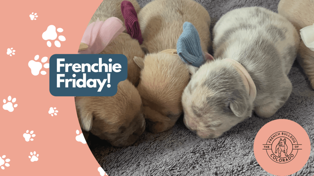 Frenchie Friday October 14th, 2022